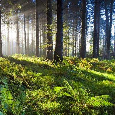 经典牛牛app下载